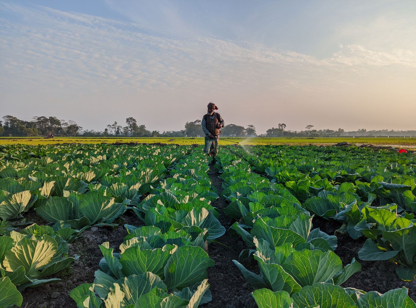 Farmer walking between rows of cabbages with a knapsack sprayer, a cone of spray leaving the lance in bright early morning light