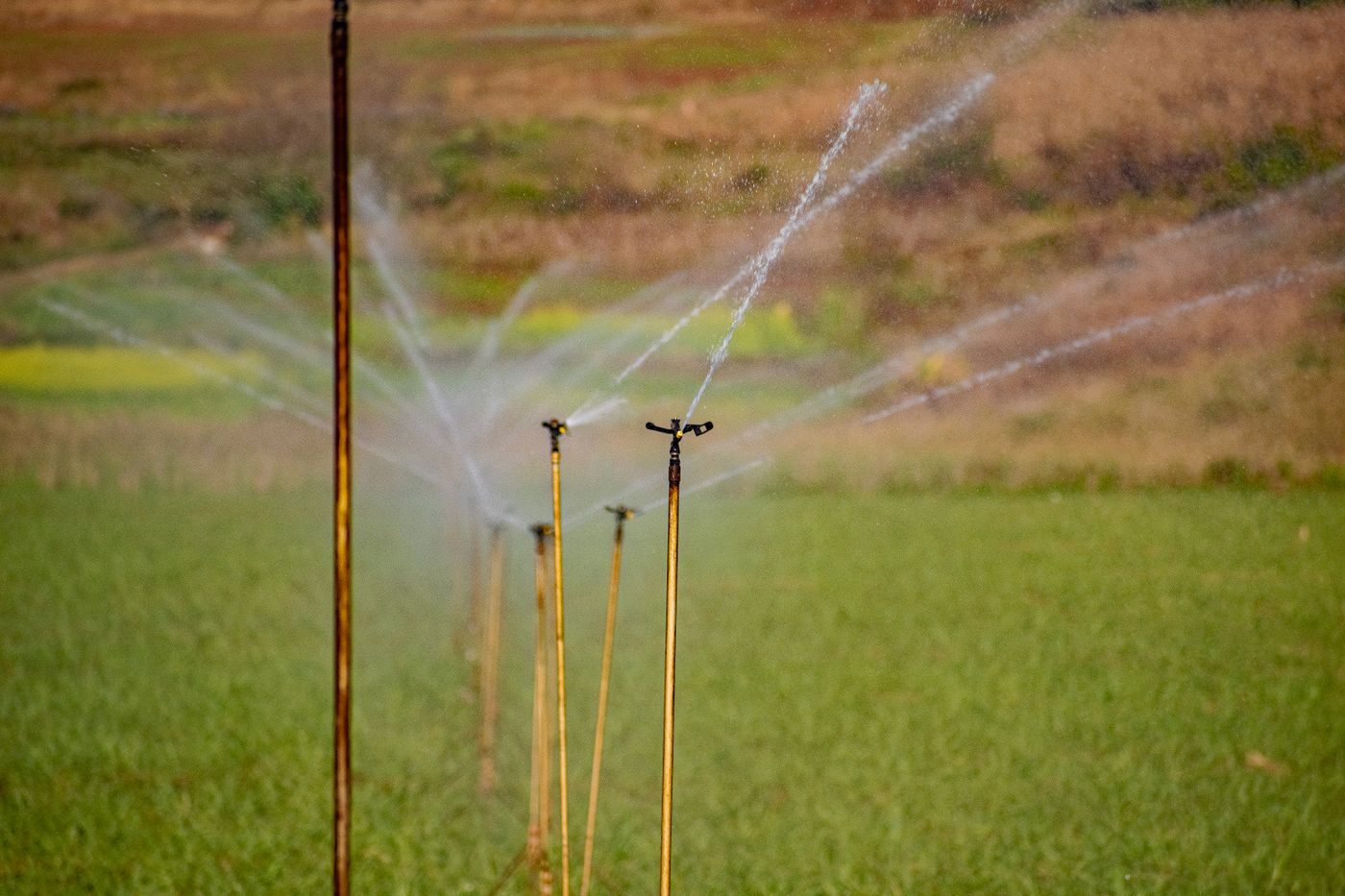 Impact sprinklers on tall risers throwing jets of water across a green field