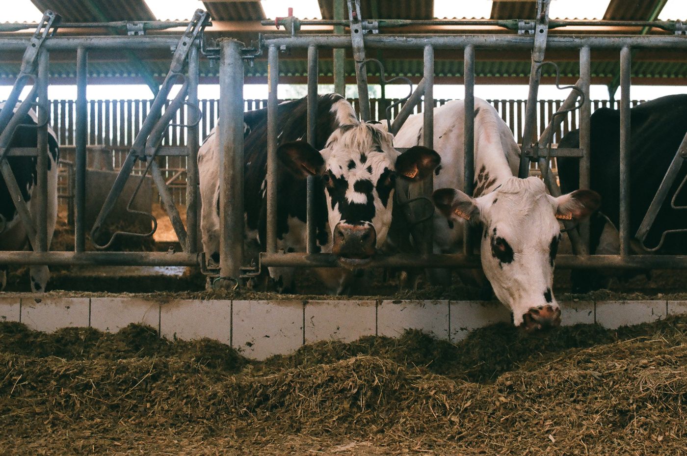 Dairy cows at a feed barrier eating finely chopped green fodder spread along the feed alley