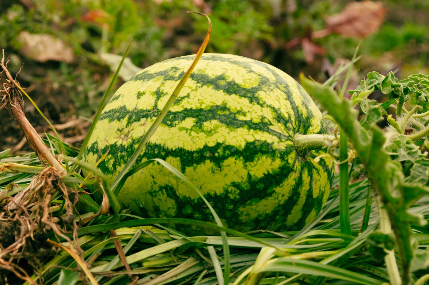 A large striped green watermelon ripening on the ground among grass and vine leaves in a field in Tanzania