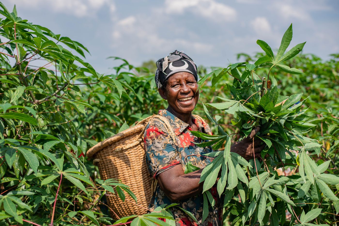 A smiling woman in a headscarf carrying a woven basket on her back while harvesting leaves in a lush green cassava field, in Burundi