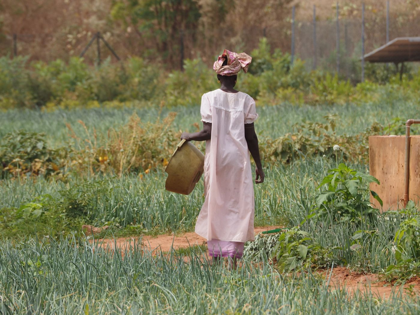 Woman in a pale pink dress and patterned headscarf carrying a plastic basin through onion beds in a vegetable garden, a water tank with a standpipe to the right