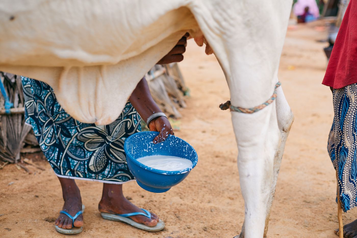 A woman hand milking a white cow into a blue enamel bowl, with milk splashed on the bowl rim, on a dry sandy yard