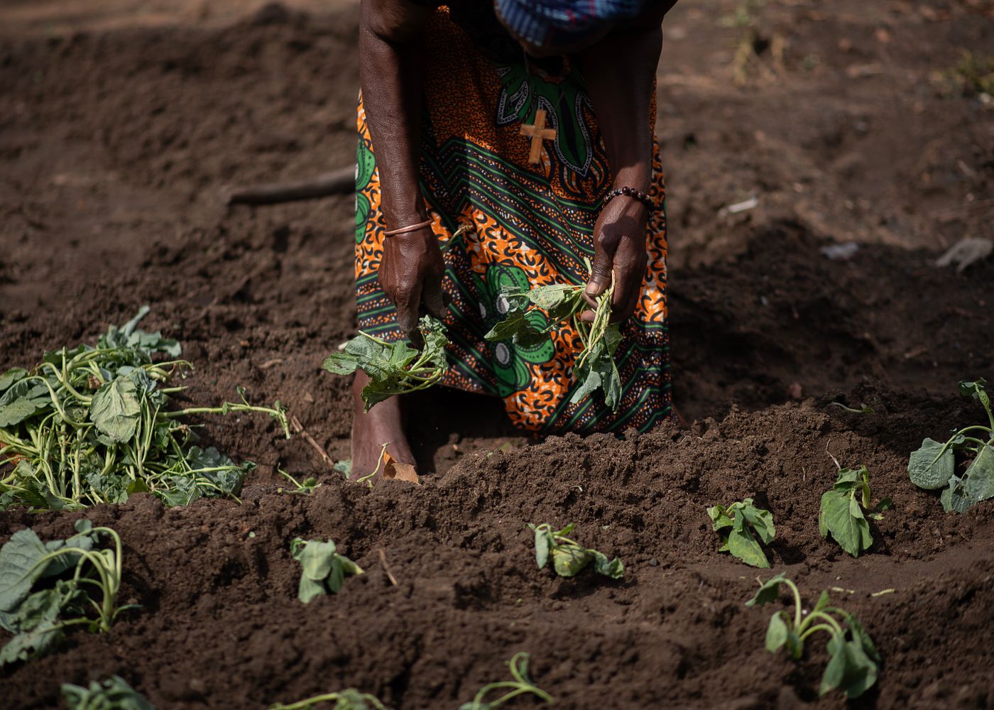 A woman in a bright orange and green printed skirt bending over freshly dug dark soil, planting rows of leafy kale seedlings with a bundle of more seedlings beside her