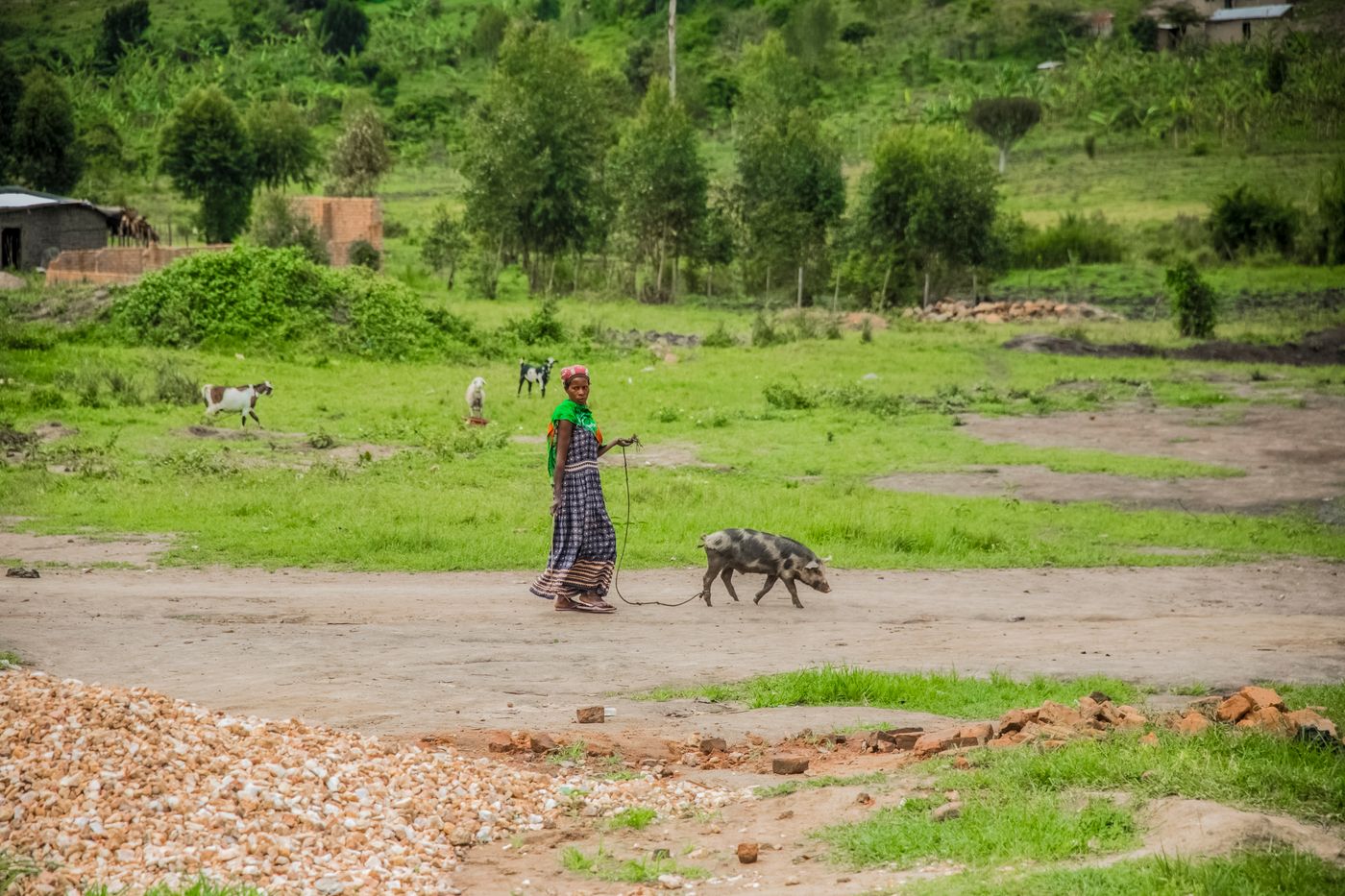 A woman in a long patterned dress and green shawl leading a young black and pink spotted pig on a rope along a dirt track, with goats grazing on green grassland and hills behind, in rural Africa