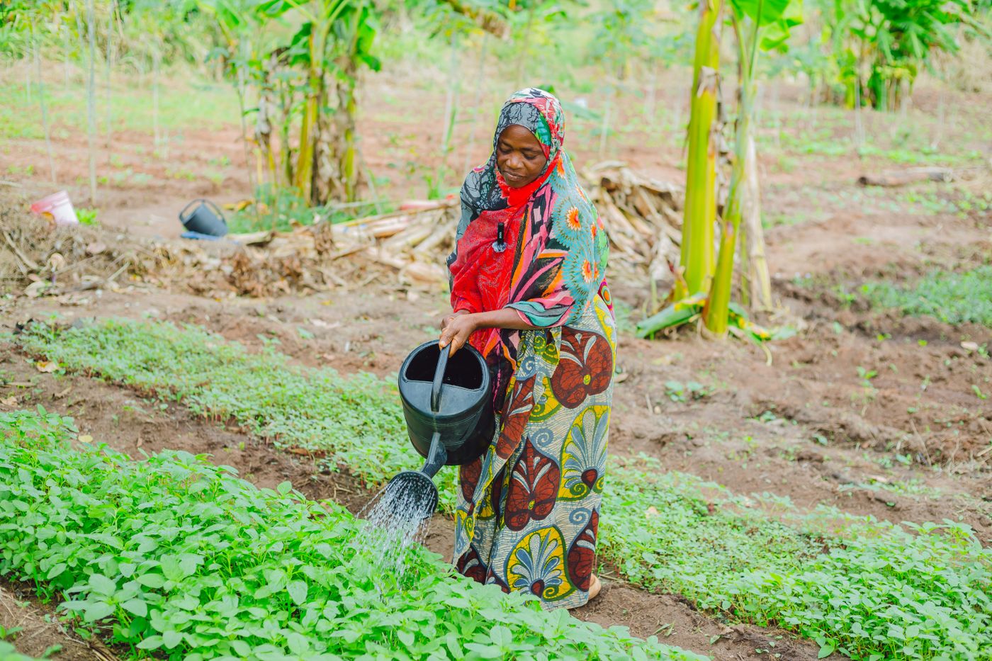 Woman in a colourful headscarf and patterned dress watering young leafy vegetable beds with a black watering can, banana plants behind her