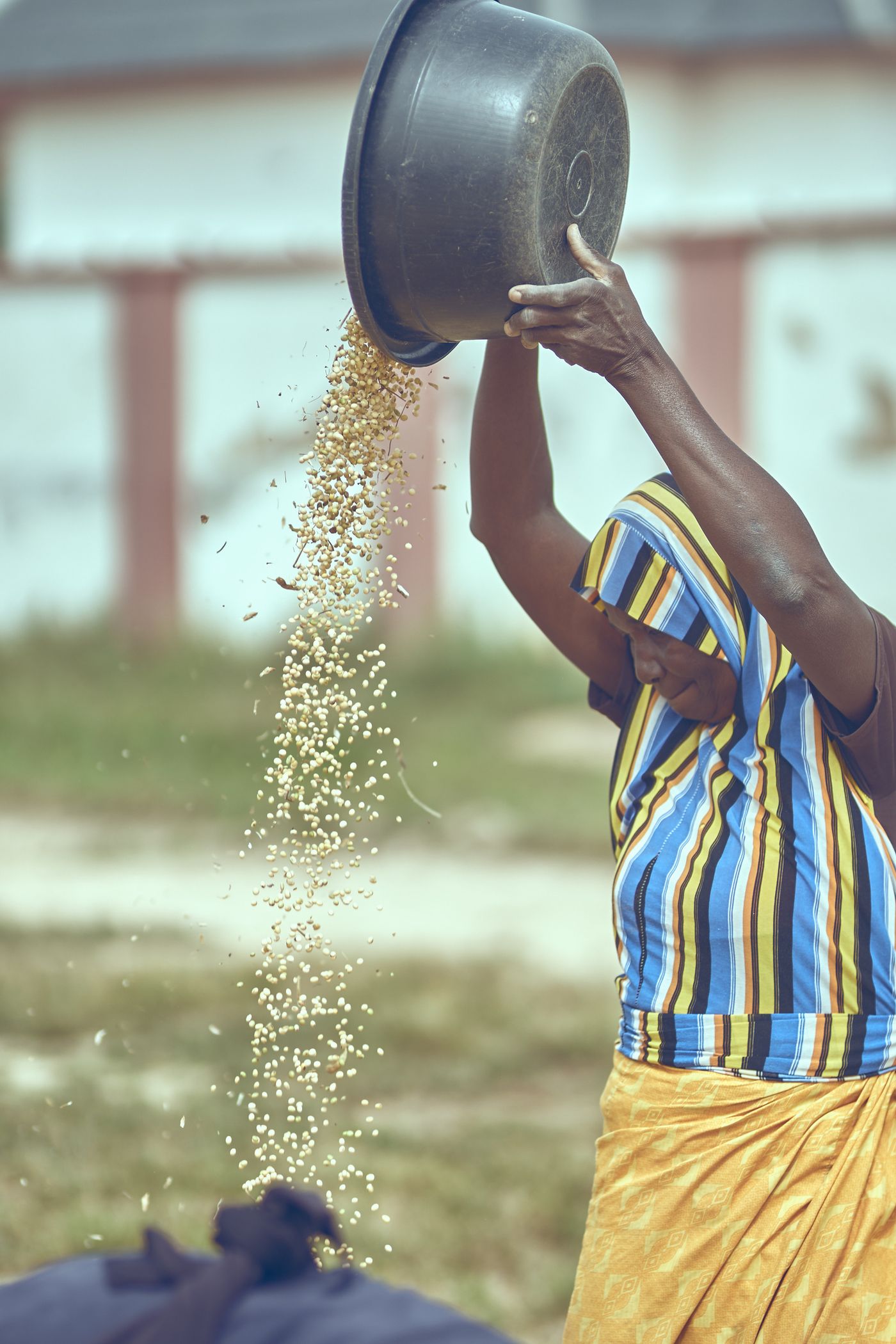 An African woman in a striped top winnowing grain by pouring it from a raised basin so the wind blows the chaff away