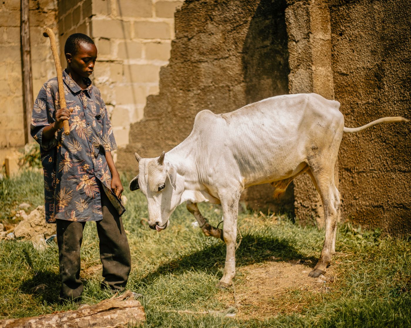 Young African herder holding a wooden stick beside a lean white cow grazing on grass in front of a block wall