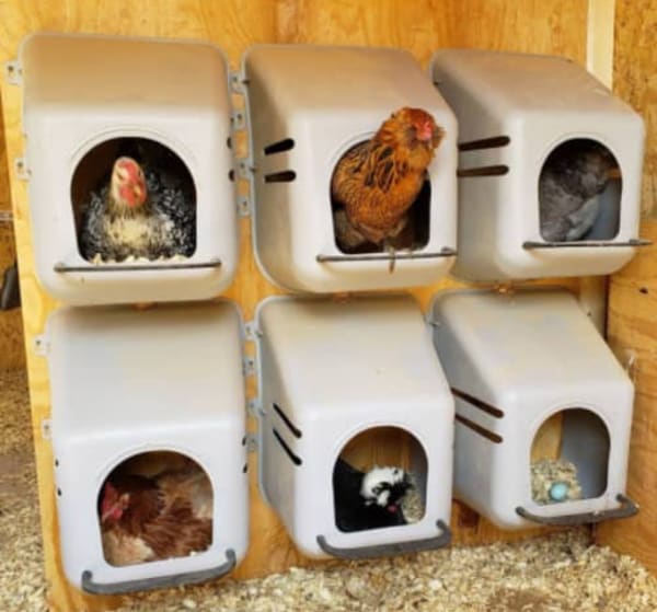 Laying Nest price in Kenya