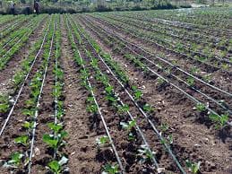 Drip irrigation vs sprinklers Kenya